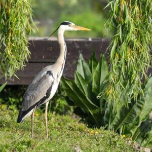Amiens - balade en barques au cœur des hortillonnages