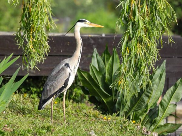 Amiens - balade en barques au cœur des hortillonnages